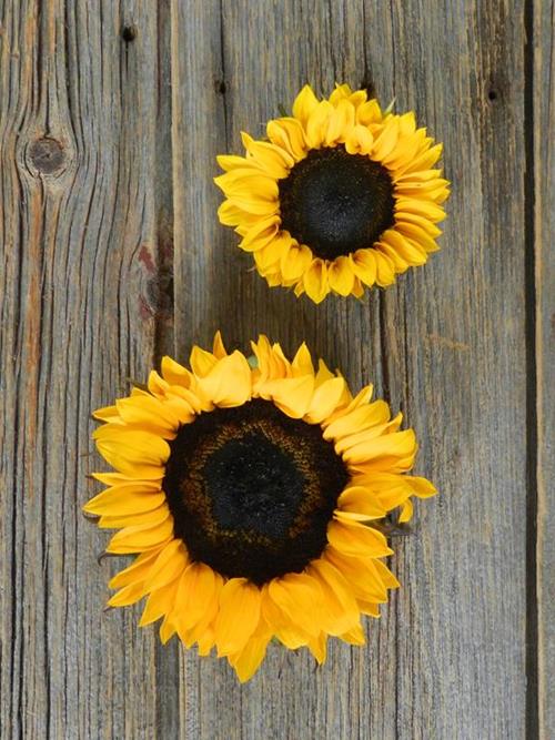 SUPERIOR GOLD  YELLOW SUNFLOWERS--5 STEM BUNCHES